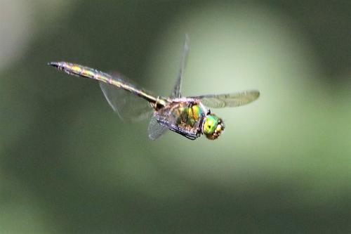 Réf. 289 351 : Somatochlora metallica